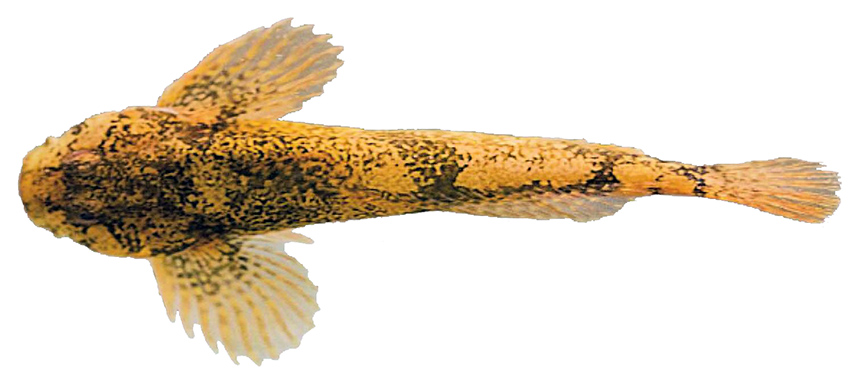 Cottus aturi_08.jpg